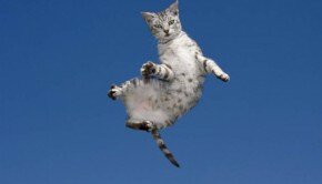 Eine Katze im freien Fall