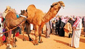 BACK_CAMELS